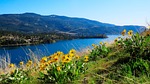 arnica, lakeview, spring, flowers, mountains, landscape, arnica, arnica, arnica, arnica, lakeview, lakeview, lakeview, lakeview, lakeview