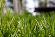 Vibrant close-up of lush green grass blades in a sunlit outdoor environment.